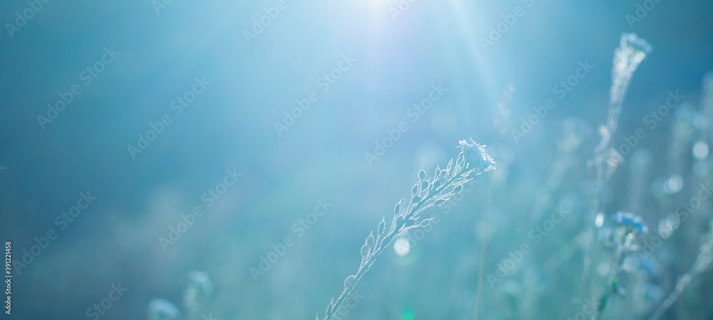 Field plant background on winter blue background. Copy space, banner,selective focus
