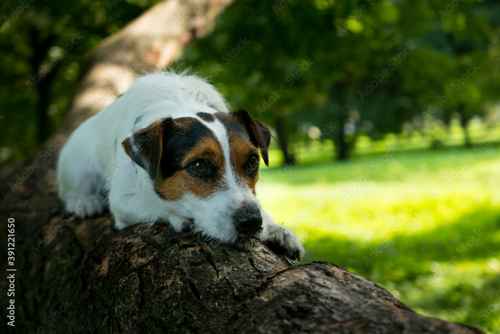 Lying dog Lying dog