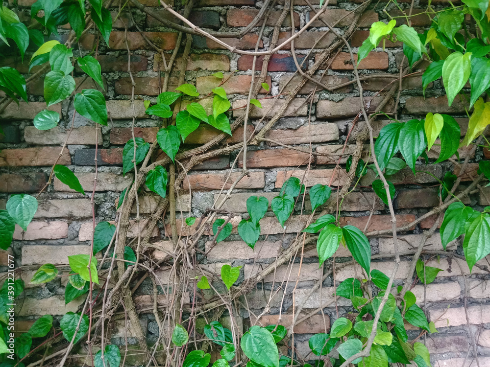 ivy growing on a wall