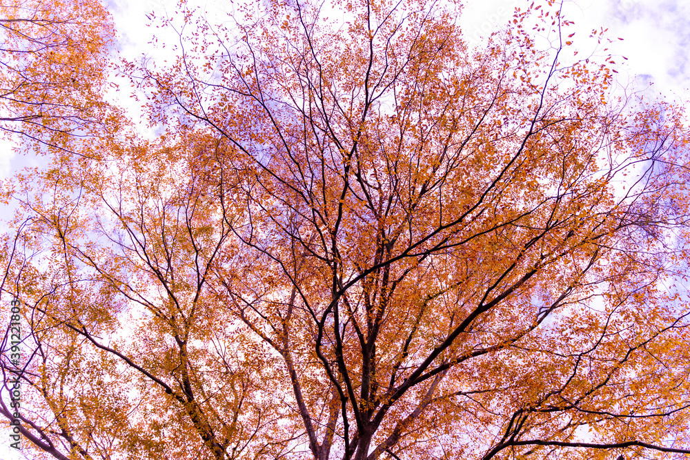 秋の長瀞不動寺の紅葉した大きな樹