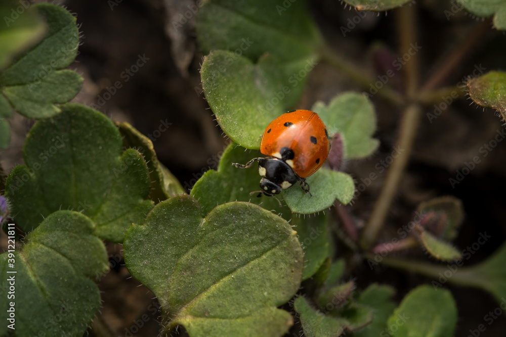 Obraz premium ladybug on a green leaf