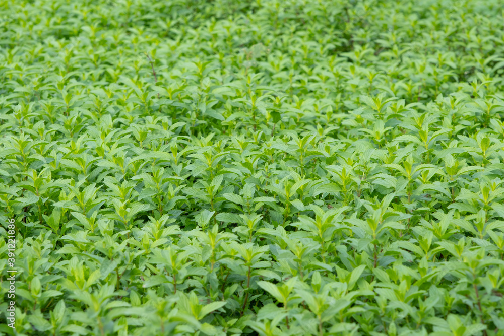 Green mint plant grow at vegetable garden Green mint plant grow at vegetable garden