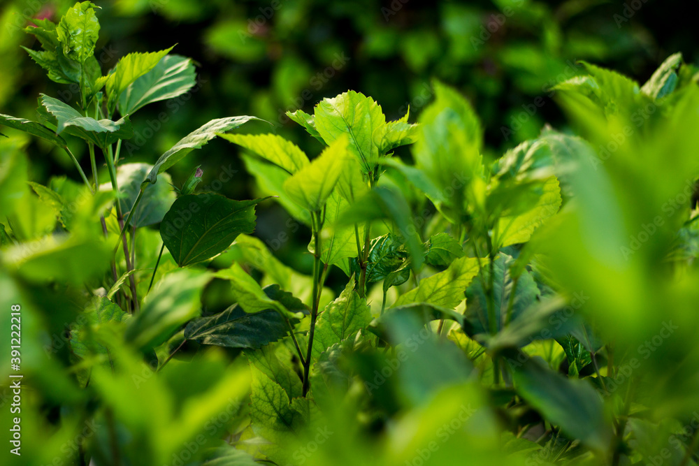 close up of green leaves close up of green leaves
