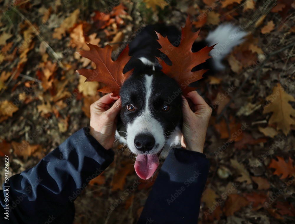 Human Hands Made Ears from Brown Leaves to Border Collie Dog. Adorable Black and White Animal with Leaf Ears and Tongue Out.