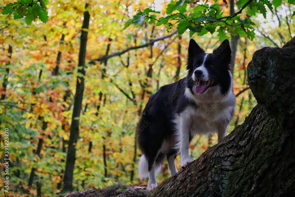 Adorable Border Collie Stands on Tree Trunk in Autumn Colorful Forest. Happy Black and White Dog Smiles in Nature.
