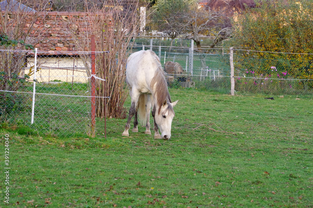 Obraz premium Cheval gris au pré