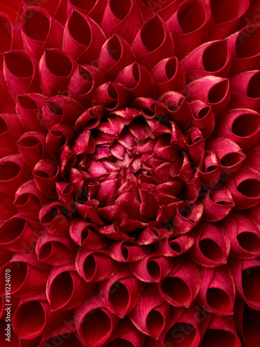 Fototapeta Naklejka Na Ścianę i Meble -  Red dahlia abstract flower background