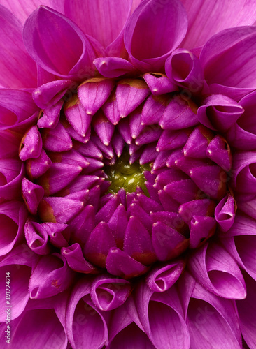 Macro shot of pink dahlia flower