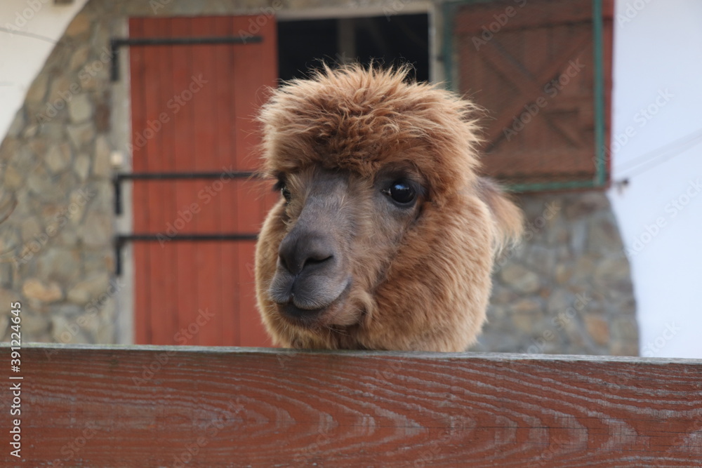 close up of an alpaca head