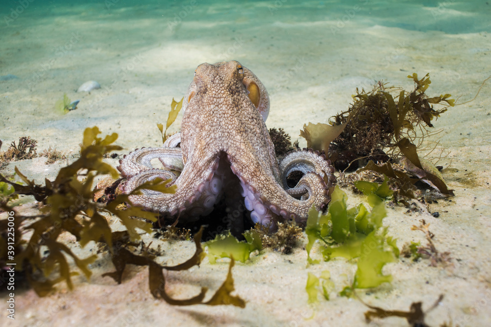 Foto Stock Common Octopus (Octopus vulgaris) climbing out of its den ...