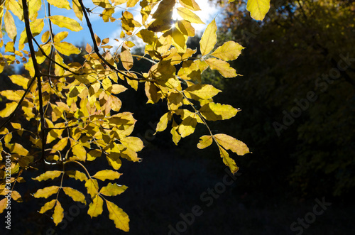 Autumn leaves on the tree in sunrays