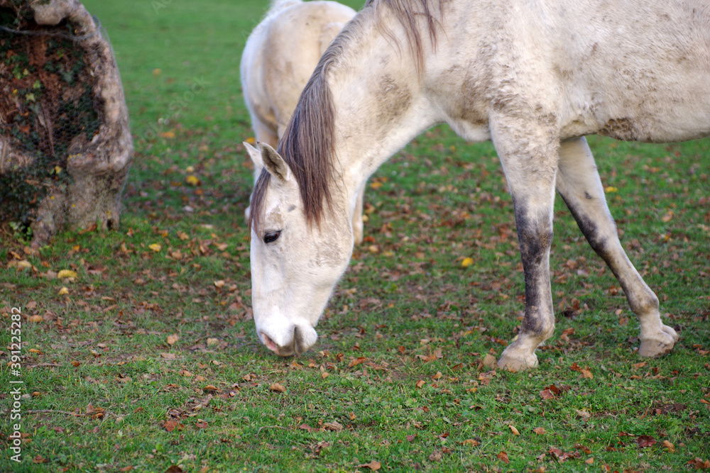 Obraz premium Cheval au pré