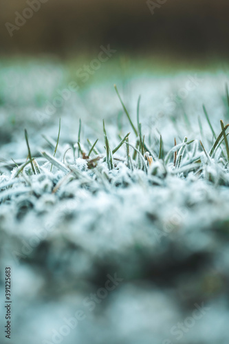 the morning frost on the still green foliage is a touch of autumn