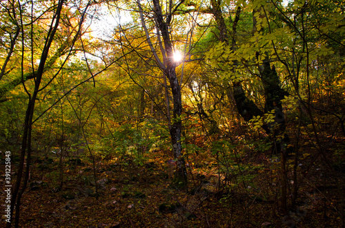 Sun shining through the trees