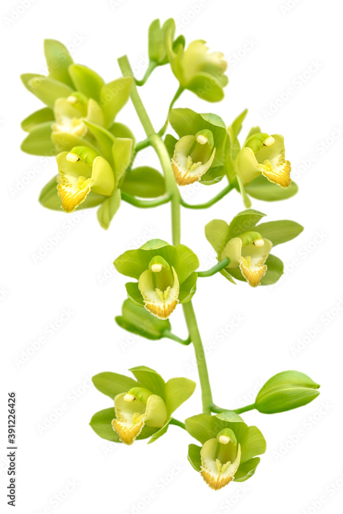 green and yellow orchid branch isolated on white green and yellow orchid branch isolated on white