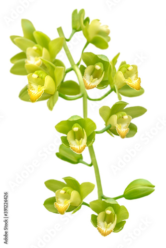 green and yellow orchid branch isolated on white