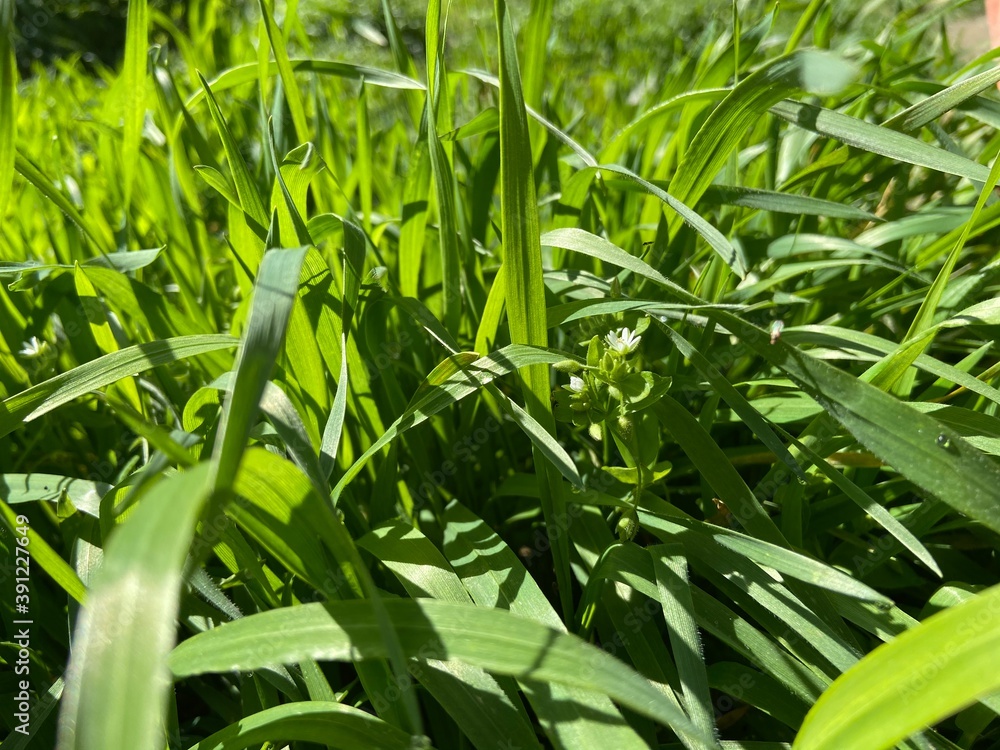 Naklejka premium grass