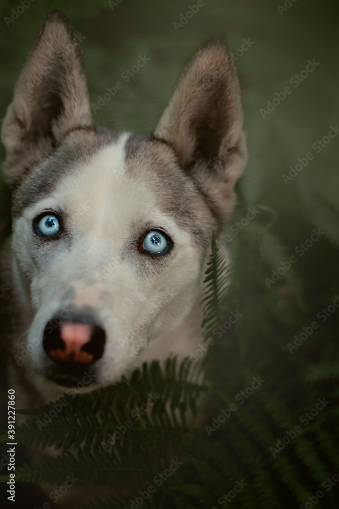 Husky im Farn