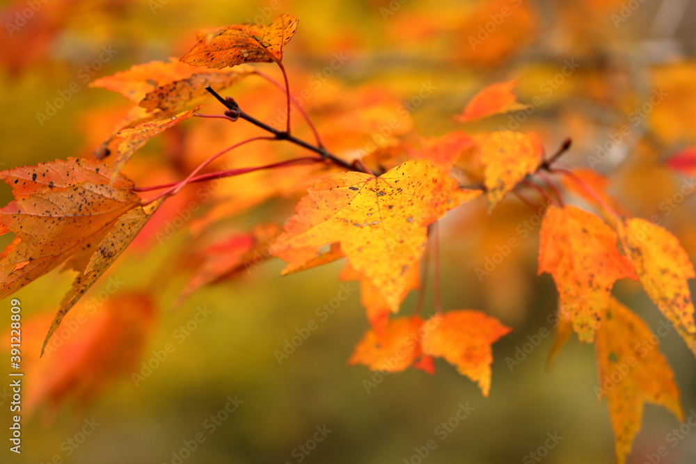 Obraz premium 色づくカエデ