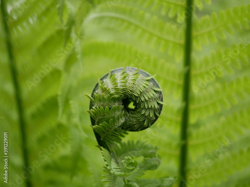 A new green fern leaf unfolds against the background of open leaves on a Sunny spring day in the forest. Spiral leaves of plants in natural conditions.