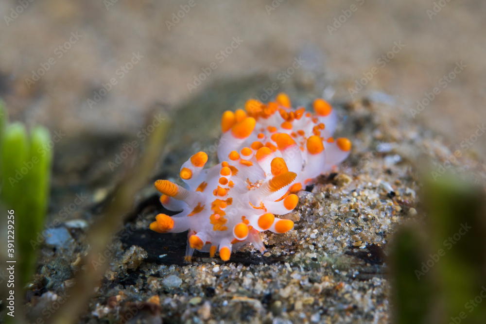 Orange-clubbed sea slug (Limacia clavigera) white-bodied dorid with numerous orange-tipped projections on its body. Orange-clubbed sea slug (Limacia clavigera) white-bodied dorid with numerous orange-tipped projections on its body.