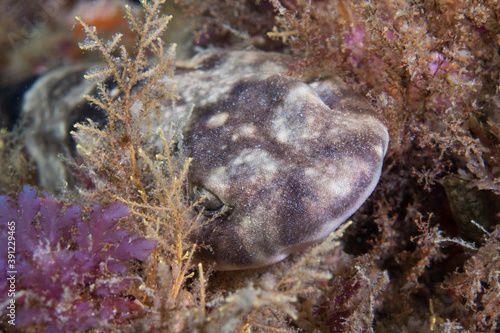 Close up of a Puffadder shyshark (Haploblepharus edwardsii) laying hidden between the sea plants. photo