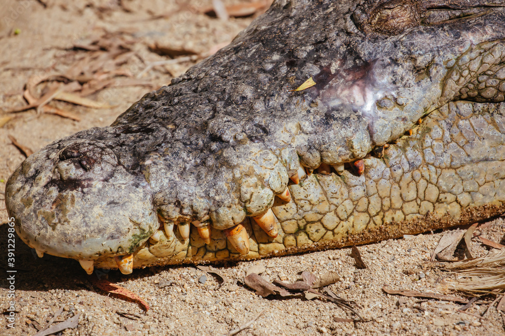 Queensland Crocodile in Rural Australia Queensland Crocodile in Rural Australia