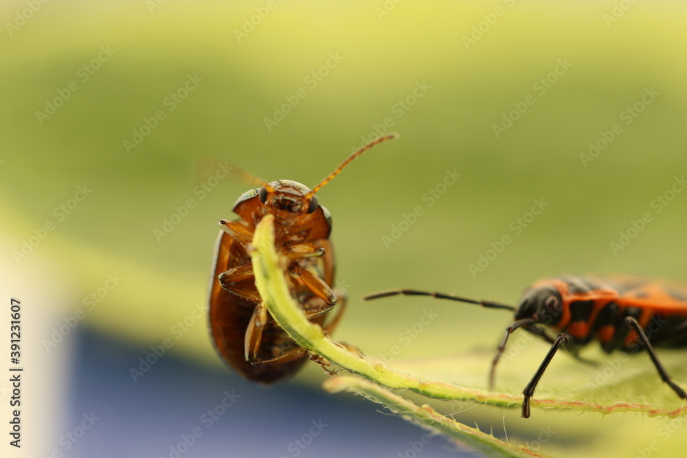 Fototapeta premium punaises sur une feuilles macro