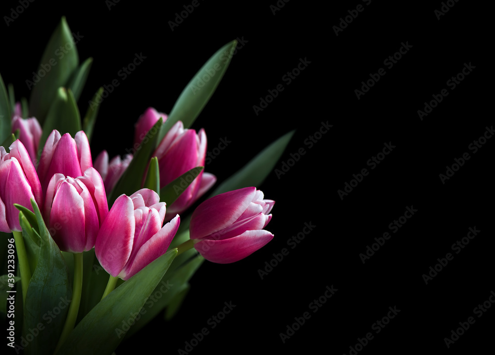 Fototapeta premium Pink tulips on black background
