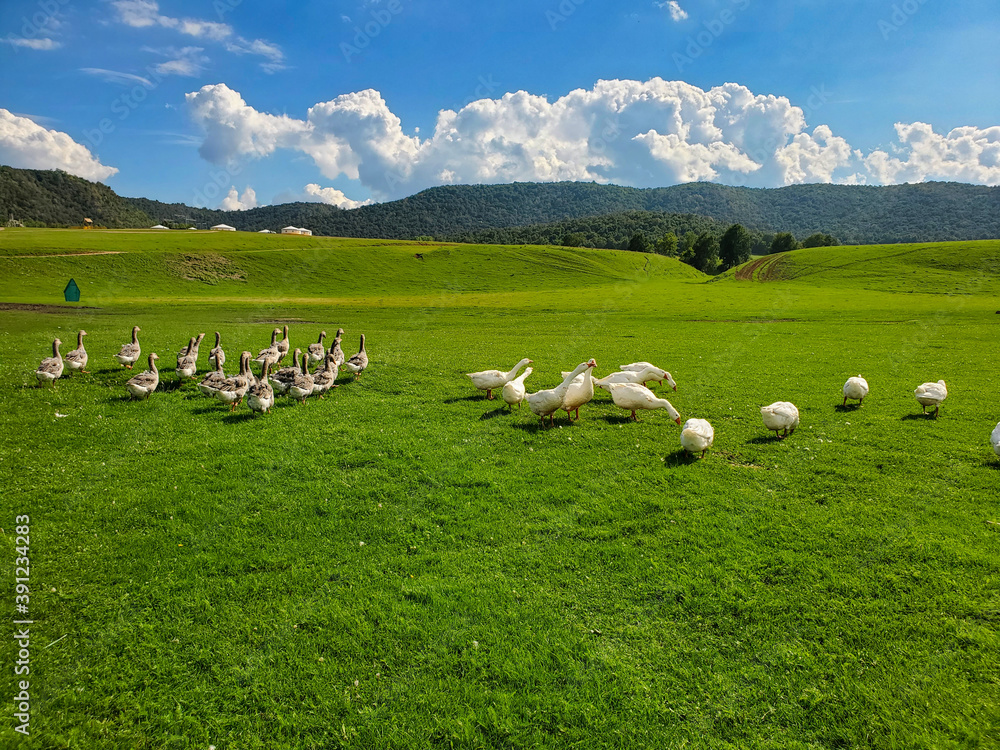 Obraz premium white and gray geese walk on a green meadow, beautiful landscape and blue sky on the background.