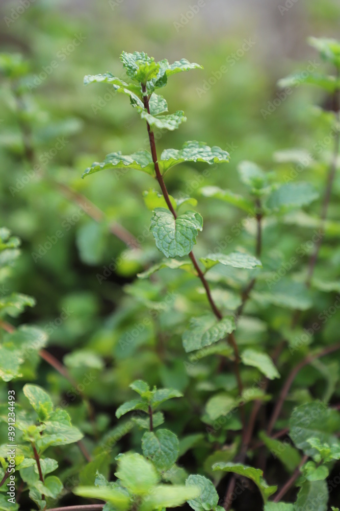 Fresh green Peppermint leaves on mint ready to collect tree in nature Fresh green Peppermint leaves on mint ready to collect tree in nature