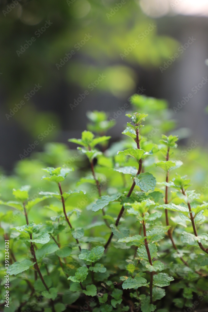 Naklejka premium Fresh green Peppermint leaves on mint ready to collect tree in nature