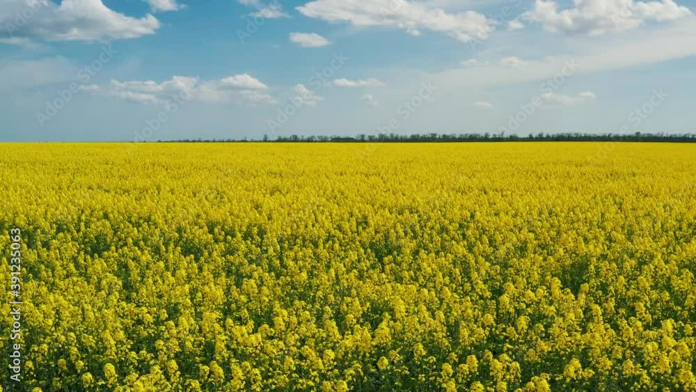 Blooming rapeseed field on a sunny day. Aerial photography, drone, bird's eye view. The wind flutters the yellow rapeseed flowers. Rich harvest of blooming yellow rapeseed with blue sky and clouds Blooming rapeseed field on a sunny day. Aerial photography, drone, bird's eye view. The wind flutters the yellow rapeseed flowers. Rich harvest of blooming yellow rapeseed with blue sky and clouds