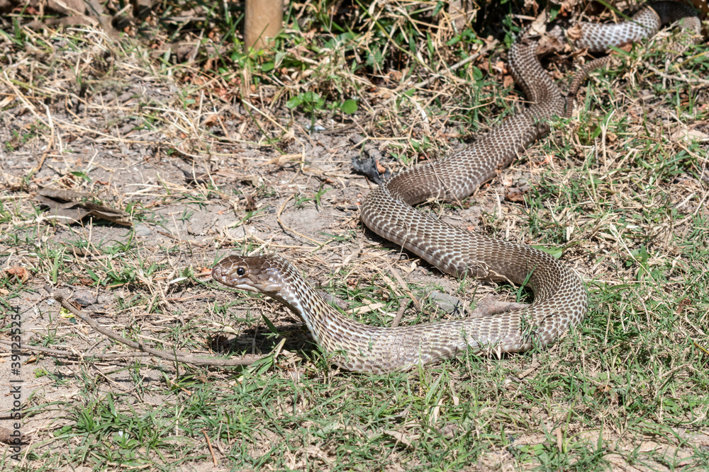 The Indian cobra (Naja naja), also known as the spectacled cobra, Asian cobra, or binocellate cobra, is coming out from the jungle during the daylight The Indian cobra (Naja naja), also known as the spectacled cobra, Asian cobra, or binocellate cobra, is coming out from the jungle during the daylight