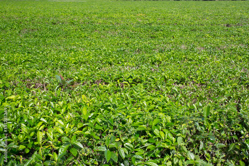 Daintree Tea Plantation