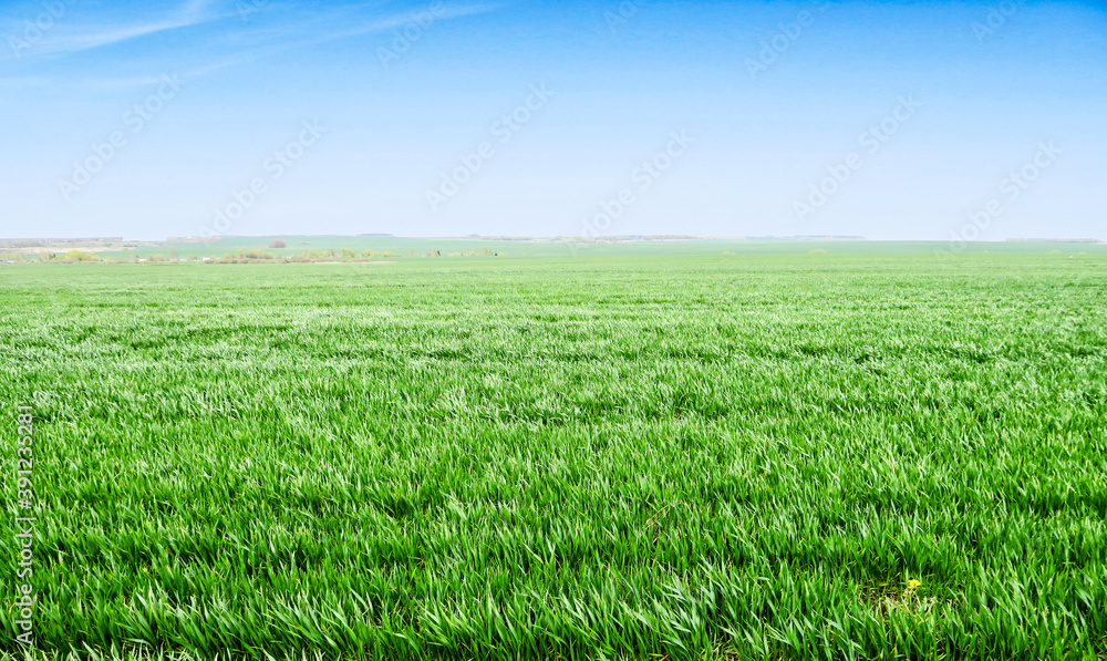Scenic landscape background of blue sky and green meadow grass. Wide view of rural scenery. Natural background of green grass on a sunny day, Fresh succulent photography. Scenic landscape background of blue sky and green meadow grass. Wide view of rural scenery. Natural background of green grass on a sunny day, Fresh succulent photography.