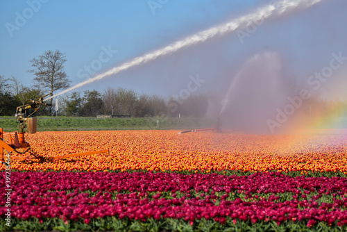 A sprinkler system irrigates the flowering tulip fields near Julianadorp, Holland.