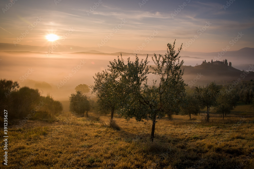 olive trees in the meadow covered by morning fog, sunrise in tuscany, italy, san quirico