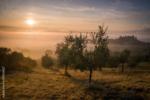 olive trees in the meadow covered by morning fog, sunrise in tuscany, italy, san quirico