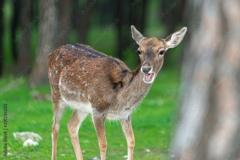 Young deer