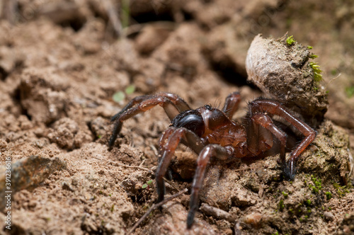 Trapdoor spider (Nemesia sp.), Liguria, Italy