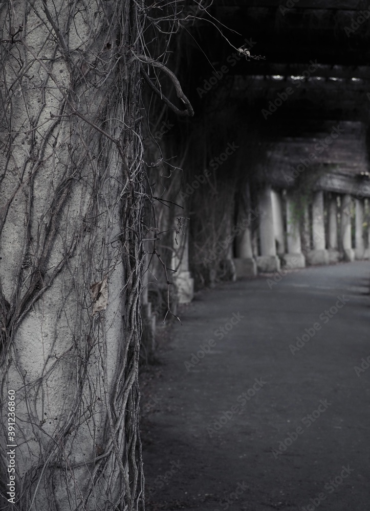 old shrubs on the ancient pergola
old shrubs on the ancient pergola