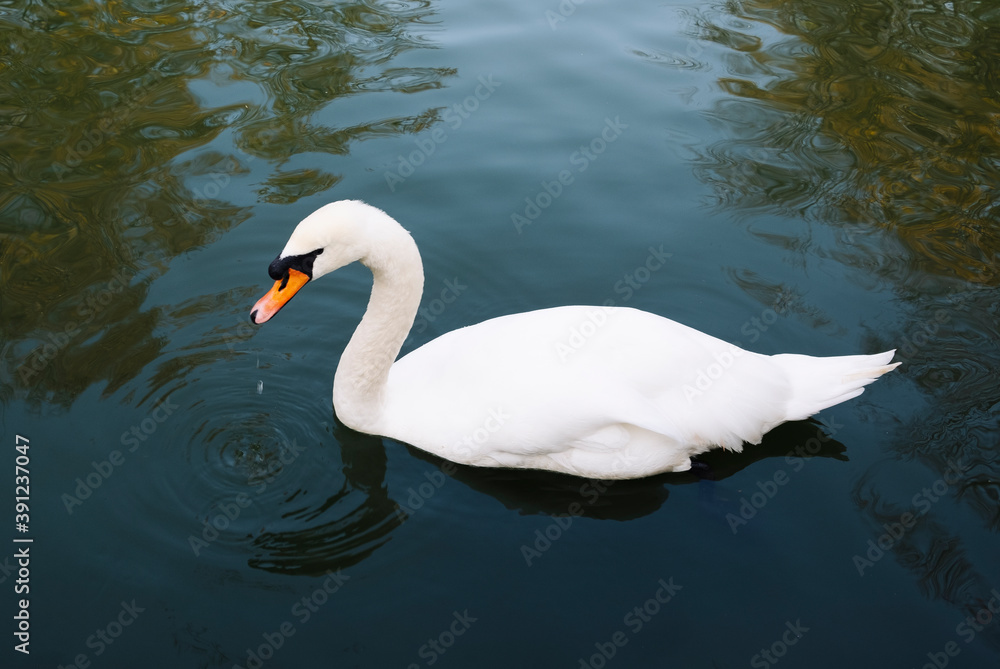 Fototapeta premium The white swan drinks water. Close-up.