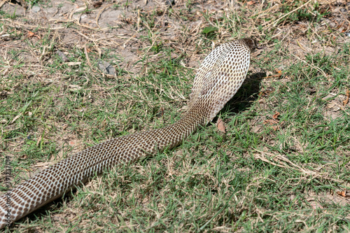 The Indian cobra (Naja naja), also known as the spectacled cobra, Asian cobra, or binocellate cobra, is coming out from the jungle during the daylight photo