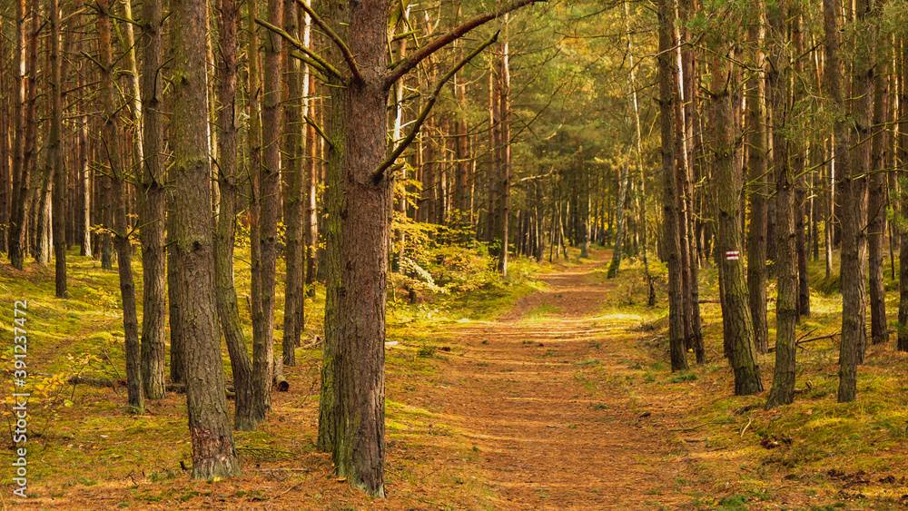 Fototapeta premium Amazing forest, autumn scenery. Gdansk, Poland.