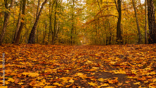 Amazing park of luminous autumnal colors. 