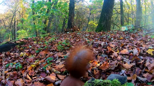 Small redhead squirrel in the city park during the autumn season