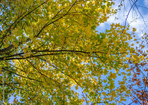 Green and yellow fall leaves