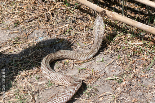 The Indian cobra  Naja naja   also known as the spectacled cobra  Asian cobra  or binocellate cobra  is coming out from the jungle during the daylight