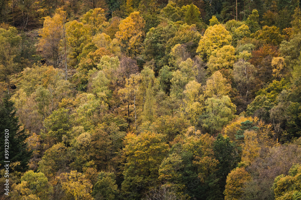 Trees in Autumn colours at Lake District, Cumbria